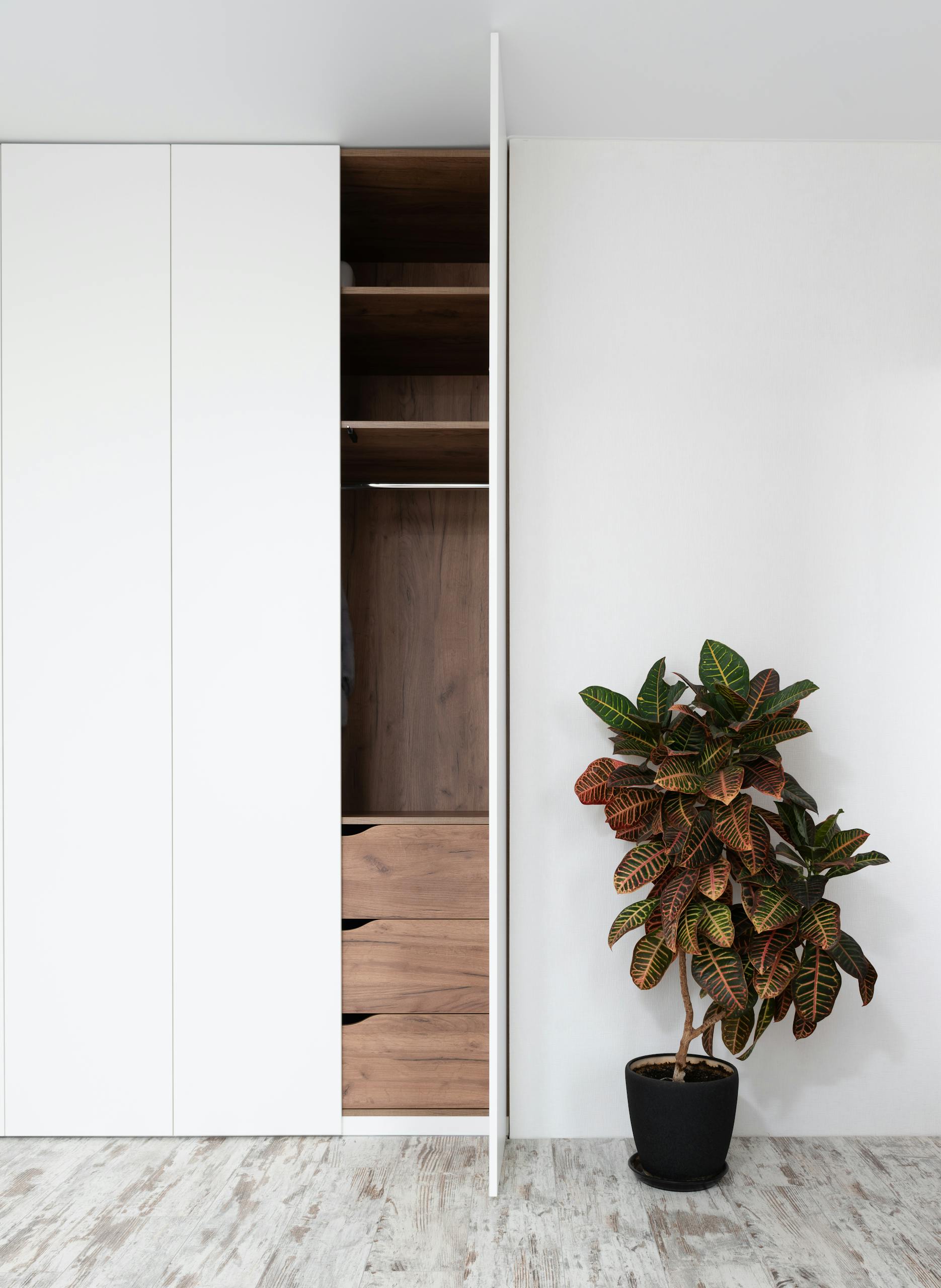 Fresh exotic fire croton potted plant placed on floor near minimalist white wardrobe with opened door in modern apartment